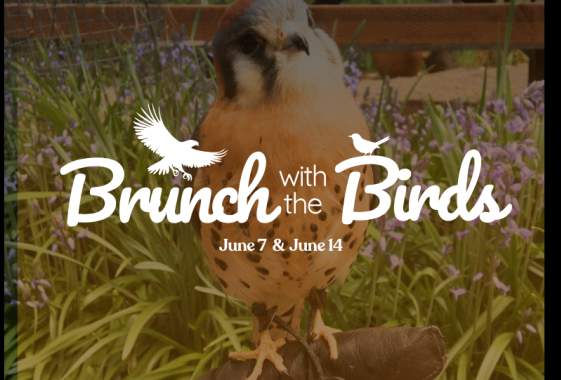 Brunch with the Birds