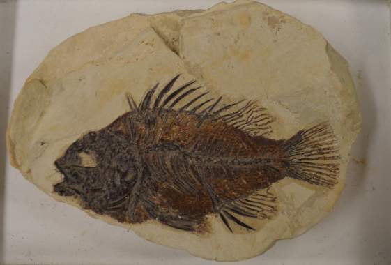 National Fossil Day