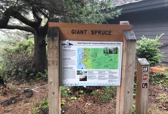 Giant Spruce Trail #1365