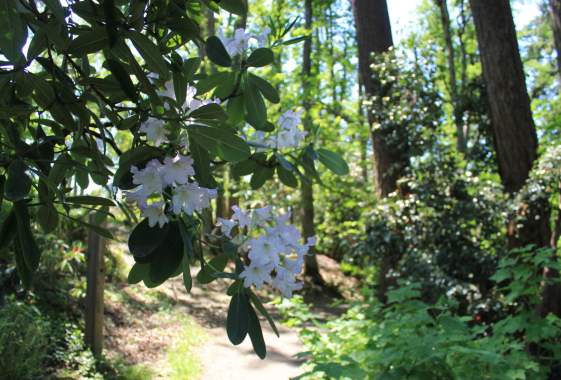 Botanically Speaking Walking Tour at Hendricks Park