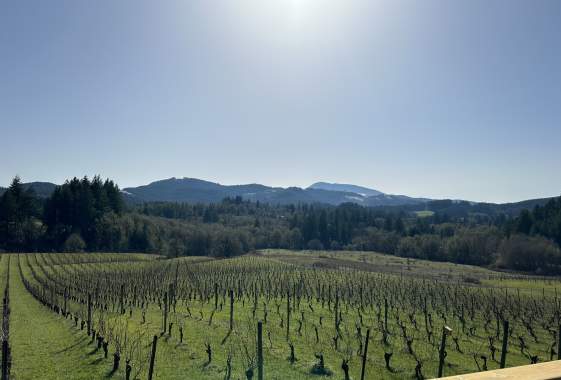 For the Love of Scenic Wine Tours