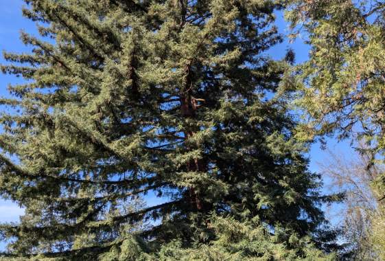 Tree Climbing Eugene Open Climb