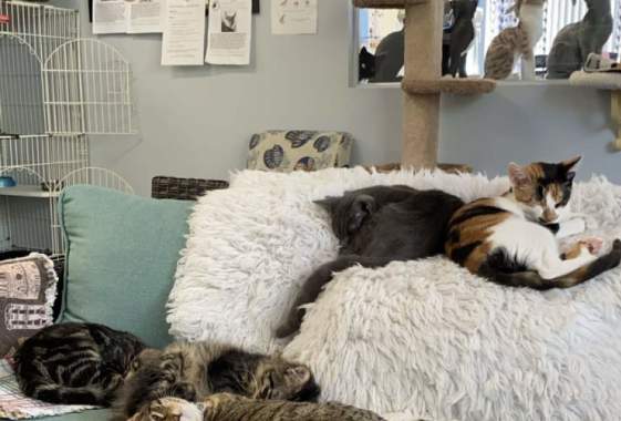 Eugene Springfield Cat Lounge 2nd Anniversary Special