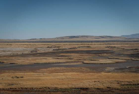 Malheur Spring Bird Migration Tour from Eugene