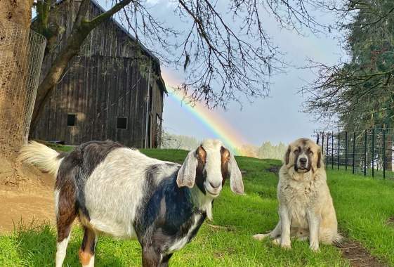 Chair Goat Yoga for Seniors & People with Disabilities