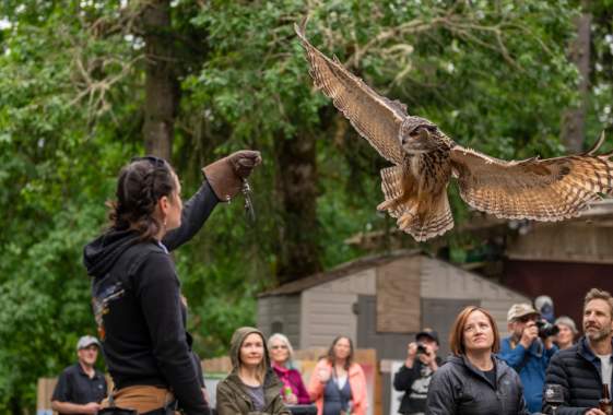 Night at the Raptor Center
