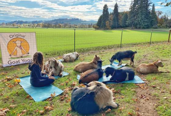 Fun Friday Goat Yoga