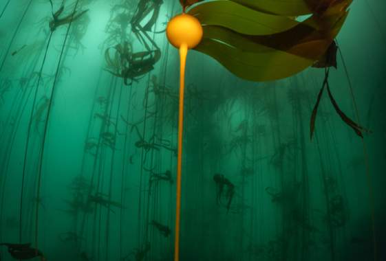 Underwater Forests: Oregon's Kelp Ecosystems Exhibit