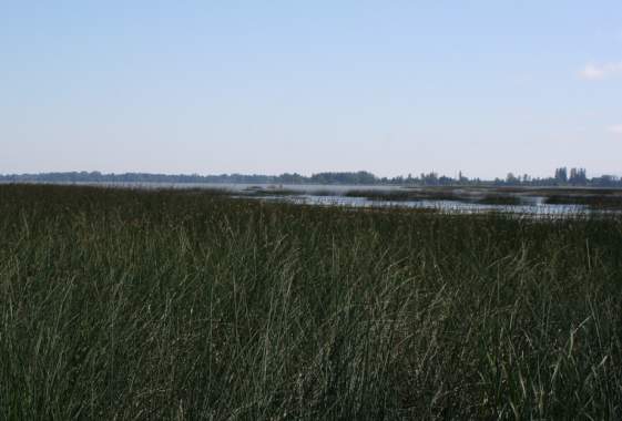 Willamette Valley Birding Trail