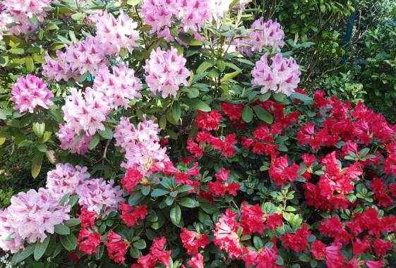Early Rhododendron Flower Show & Plant Sale