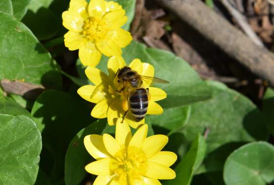 Family Day & Earth Day at PLAY