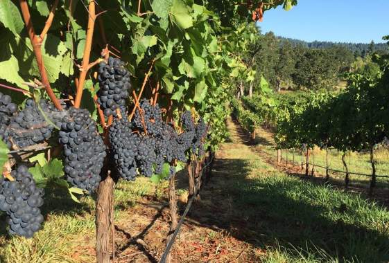The Survivors at Bennett Vineyards