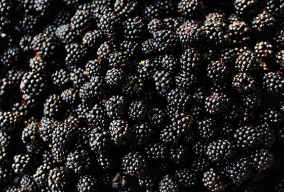 Blackberry Jam Festival