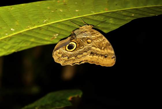 A Glimpse into the Life of Nocturnal Pollinators