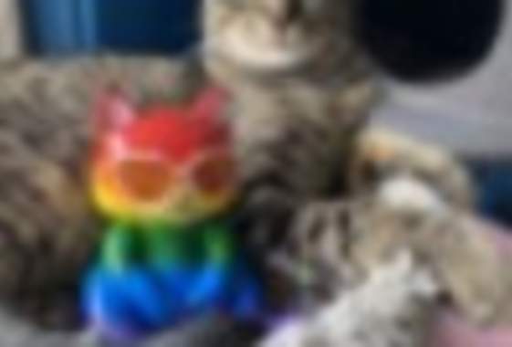 Paint with Cats at the Eugene Springfield Cat Lounge
