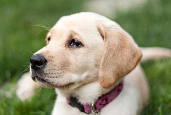 Paint Your Pet Night