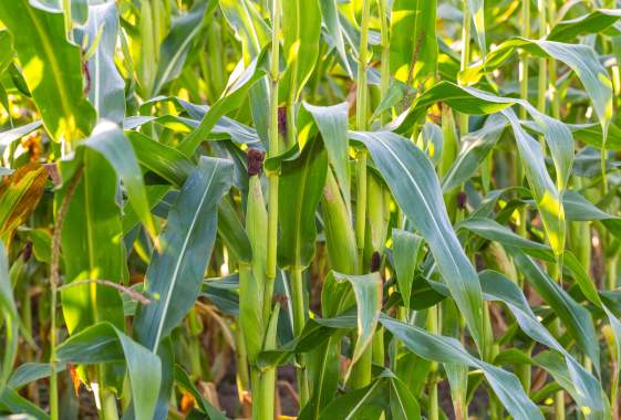 Harvest Days & Corn Maze