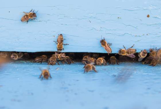 Bee Jazzy Celebration at Silvan Ridge Winery