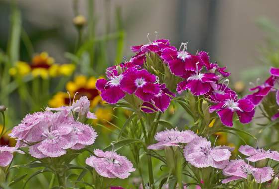Awbrey Park Wildflower Celebration