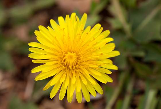 Weed ID Walk