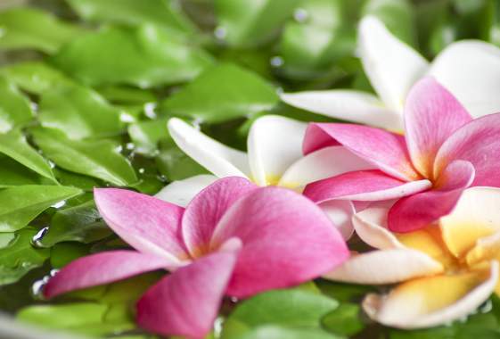 Hālau Hula o Nā Pua o Hawai'i Nei Ho'ike