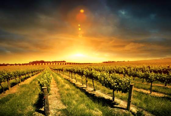 St. Patrick's Day at Hayworth Estate Wines