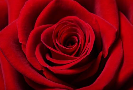 Memorial Day Service & Rose Sale at Eugene Pioneer Cemetery