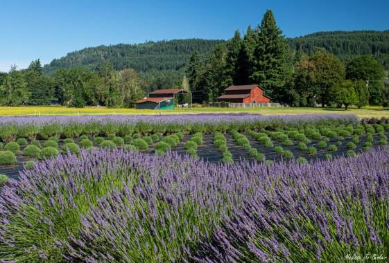 McKenzie River Lavender Bloom