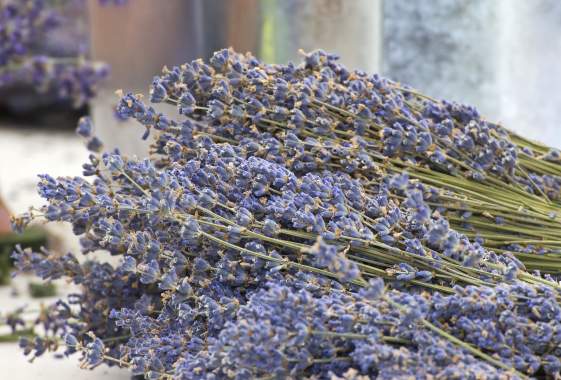Lavender Hill U-Pick Event