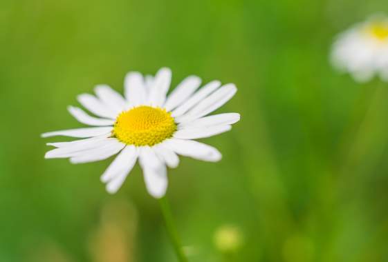 Artisan Market at Charles Little and Company Flower Farm