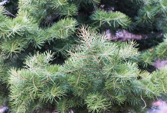 Choose 'n' Cut Christmas Trees