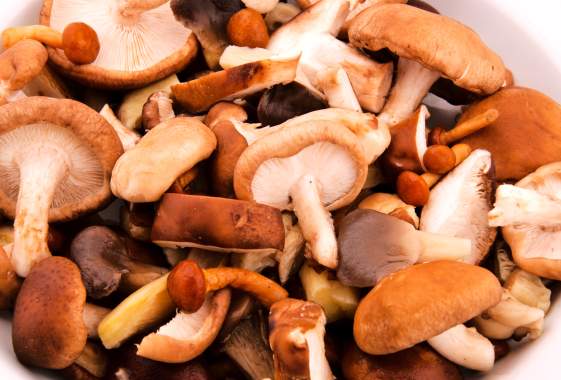 Mushroom Festival at Mount Pisgah Arboretum