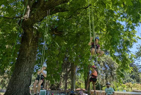 Tree Climbing Eugene Open Climb