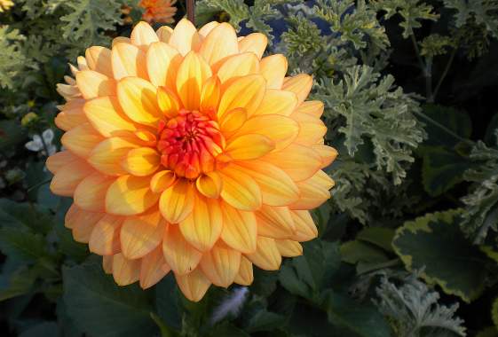 Lunch & Learn - Rivers Dahlias