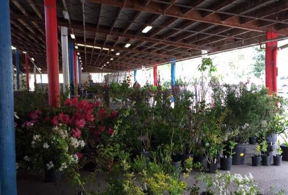 Master Gardener Plant Sale at Lane Events Center