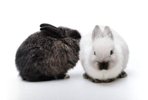 Pet Night with the Easter Bunny at Valley River Center