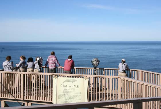 Spring Whale Watch Week