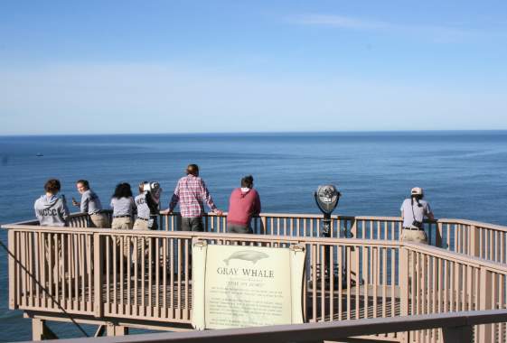 Winter Whale Watch Week