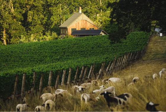 Spring Wine Release & Picnic Day