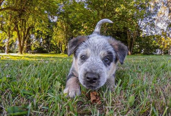 Lucky Paws Pet Adoption at beergarden