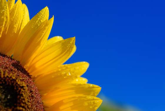 Essence of Summer Solstice Open Mic