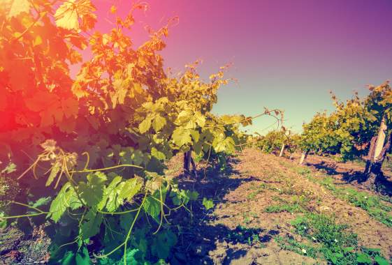 Joanne Broh & Garry Meziere at Bennett Vineyards