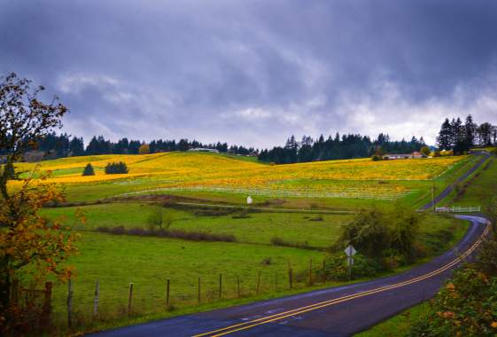 Thanksgiving Weekend on the South Willamette Wine Trail