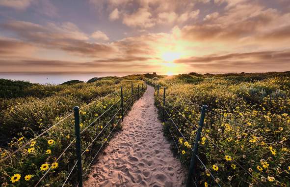 Trails Parks Flowers Sunset