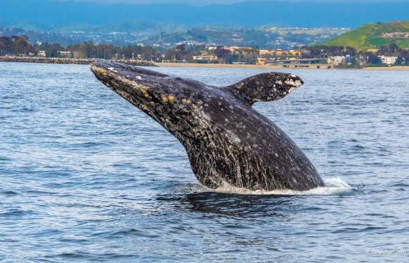 gray whale