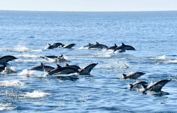 dolphin pod