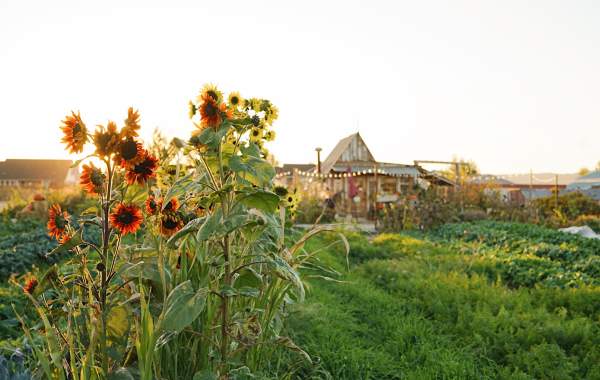 Harvest Season in Cedar City & Parowan with Local Farms and Markets