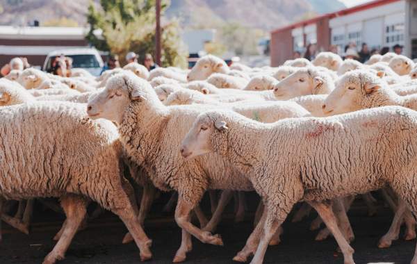 5 Fall Festivals to Experience this Season