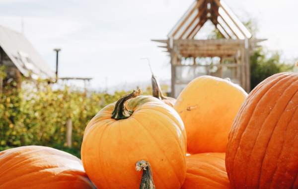 Pumpkins, Pours, & Peaks | Fall in Cedar City
