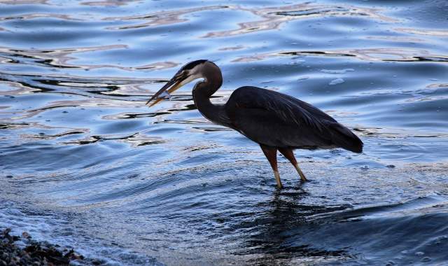 A blue heron stands in the water with a small fish in its mouth.